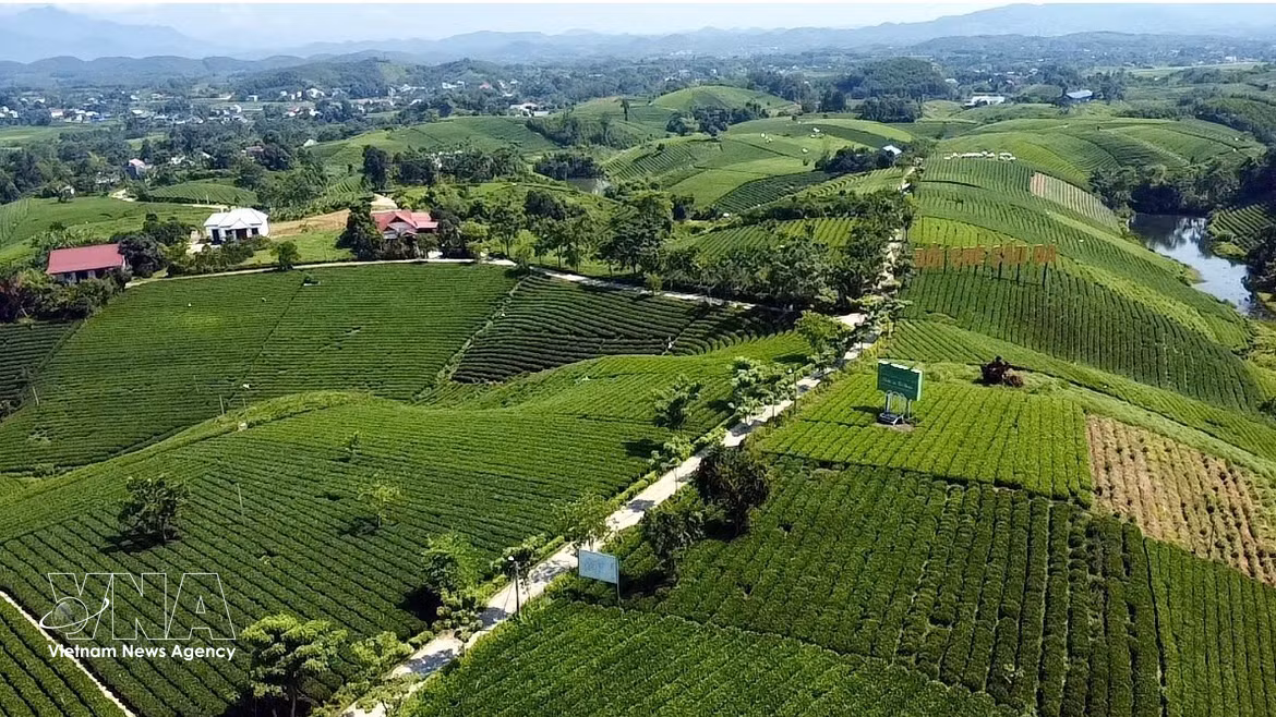 Colline de thé de Cau Da, dans la commune de La Bang, province de Thai Nguyen. Photo : VNA
