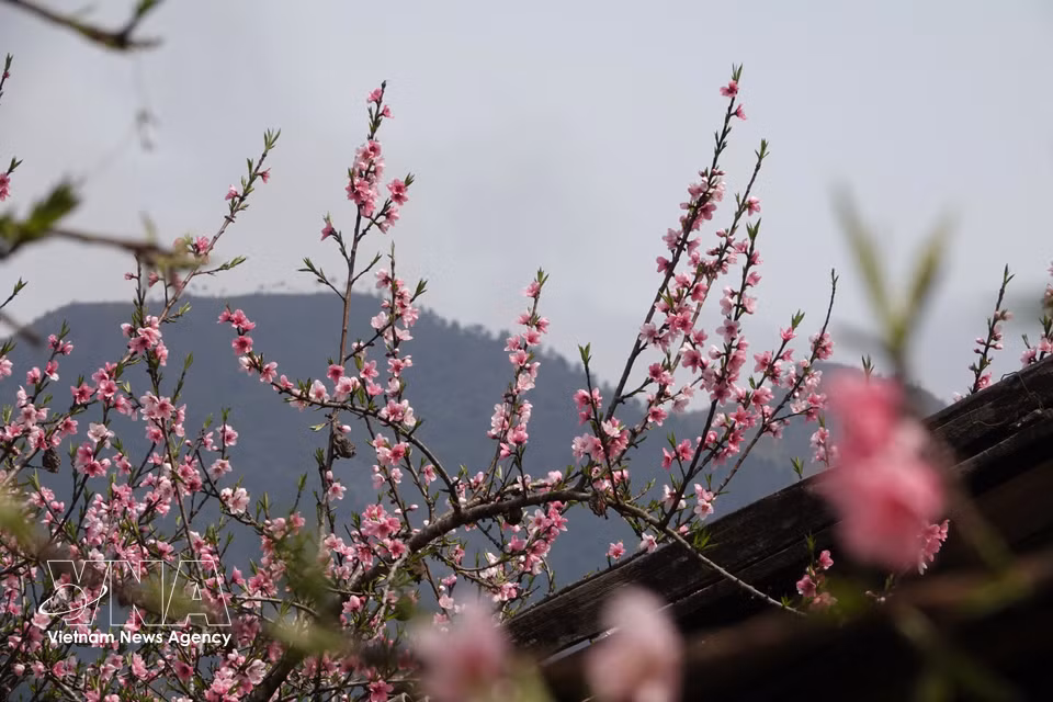 Les fleurs de pêcher fleurissent dans le village de Lung Cung, commune de Mu Cang Chai, province de Lao Cai. Photo : VNA