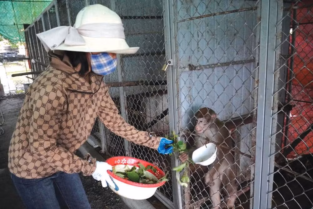un-singe-soigne-par-tran-thi-hong.jpg