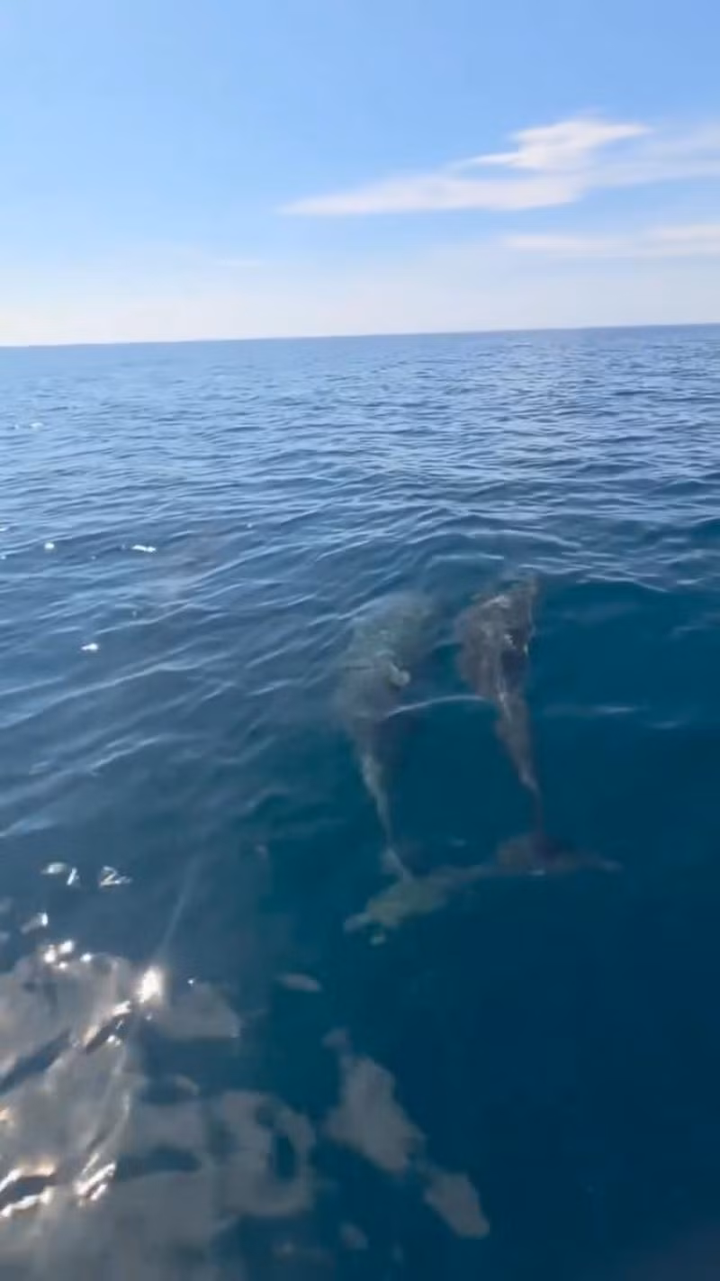 dauphins.jpg