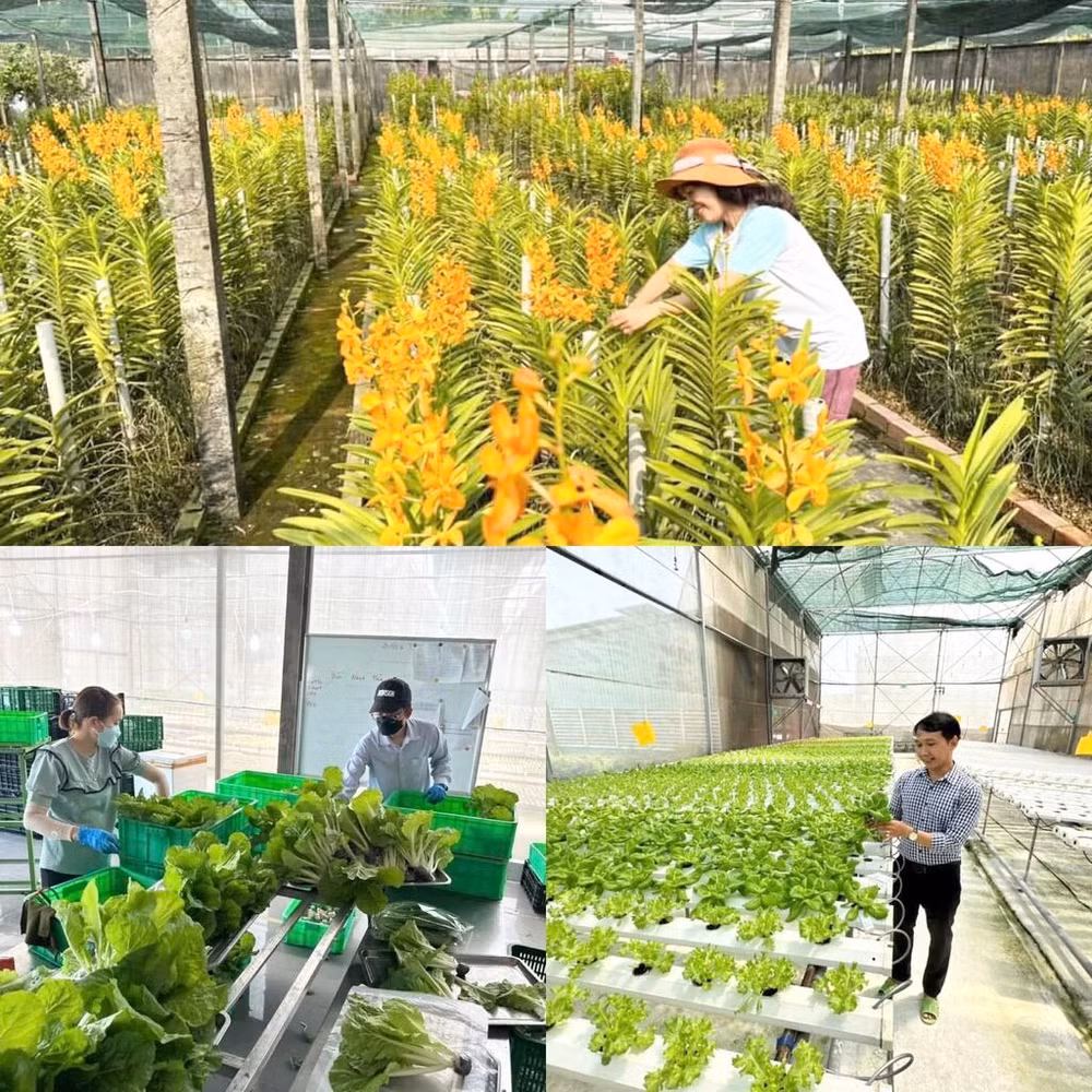 horticulture-et-maraichage.jpg