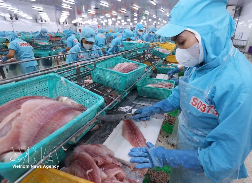 Transformation de filets de pangasius destinés à l'exportation dans l'usine du groupe Sao Mai, province d'An Giang. Photo : VNA