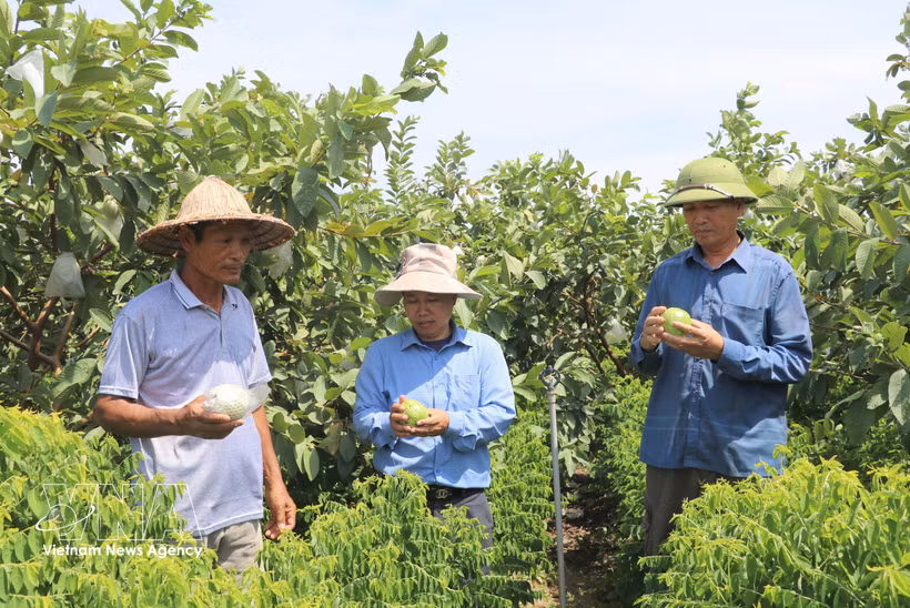 Les produits agricoles de la commune de Khanh Trung, dans la province de Ninh Binh, ont obtenu la certification OCOP, contribuant ainsi à l'augmentation des revenus et au développement des marques locales. Photo : VNA