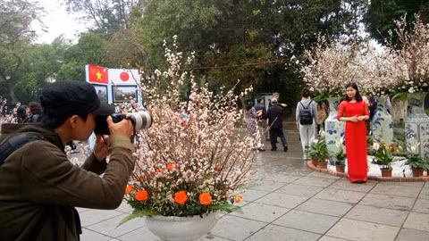 La fête des cerisiers en fleurs est un rendez-vous de nombreux photographes. 