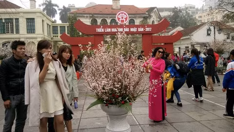 Cent-cinquante cerisiers, 7.000 branches de cerisier et plusieurs espèces de fleurs caractéristiques du Vietnam sont exposés jusqu’à ce soir 12 mars.