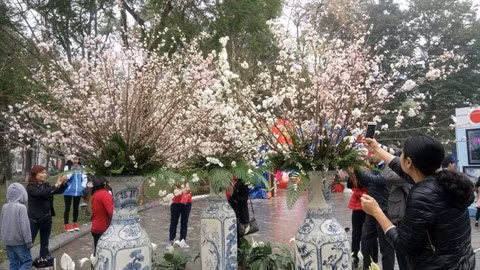La fête des cerisiers en fleurs offre un superbe spectacle qui n’a pas manqué d’attirer la curiosité des Hanoïens. 