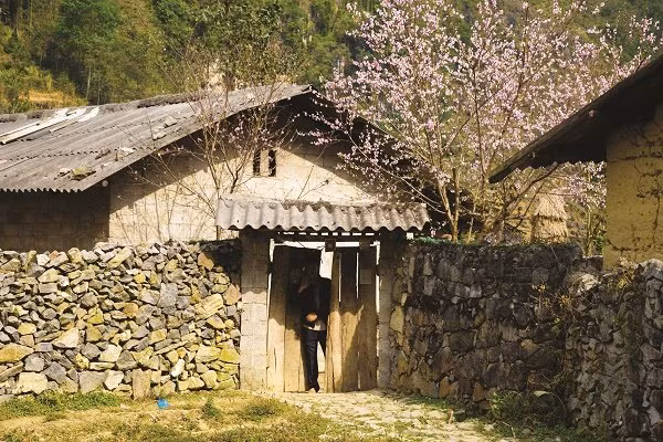 Le printemps est arrivé sur le plateau de Dong Van. 