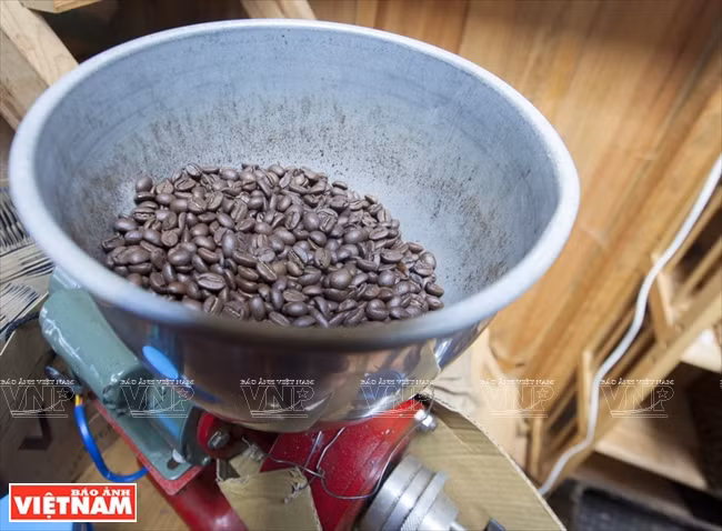 Des grains de café après torréfaction. 