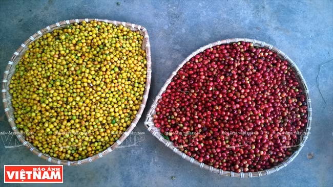 L'arabica est largement cultivé sur le Haut Plateau de Lang Biang. 