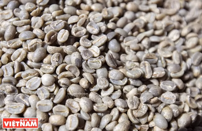 Les grains de café après décorticage et séchage. 