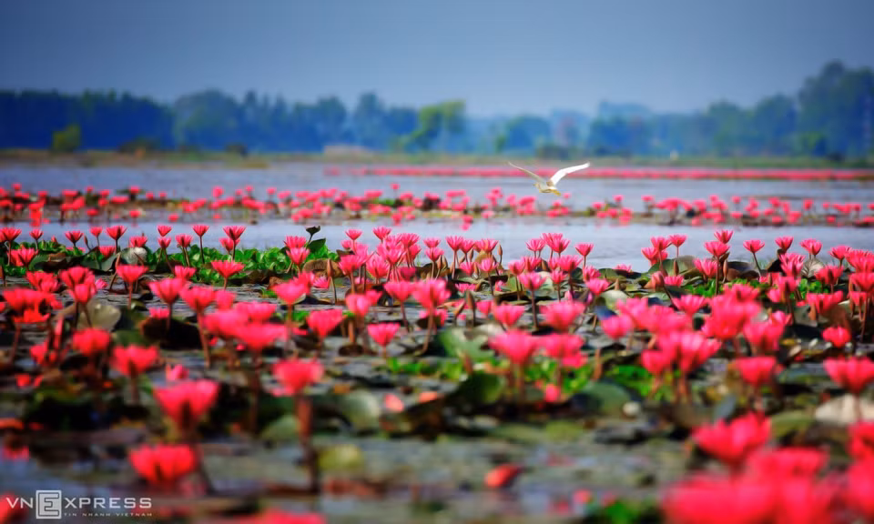 "La baie sans vagues" de Dau Tieng a des paysages variés, avec des rizières qui s'étendent à perte de vue, des champs de lotus et de nénuphars. Sur la photo, un champ de nénuphars, près du lac Dau Tieng, une destination à ne pas manquer lors d’une visite de Tay Ninh.