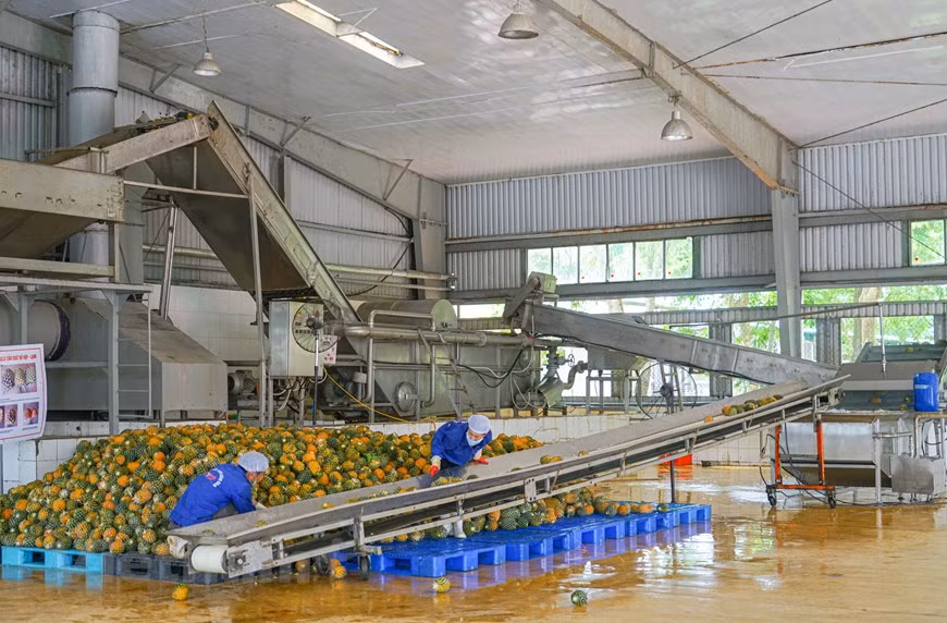La ferme d’ananas Dong Giao, dans la ville de Tam Diep, province de Ninh Binh, a une superficie de plus de 5.000 hectares. L’ananas est planté et verdoyant dans tous les champs. Actuellement, Dong Giao est considérée comme la plus grande zone de culture d'ananas à Ninh Binh. Les deux principales variétés d'ananas cultivées à Dong Giao sont Queen Victoria Pineapple (succulent, parfumé, sucré) et Cayen Pineapple (peau fine, peu d'yeux, gros fruit). Saison des ananas qui dure entre mars et juillet de chaque année. À cette époque, vous aurez également l’occasion de profiter de la délicieuse saveur de ce fruit mûr. Photo : Vietnam +