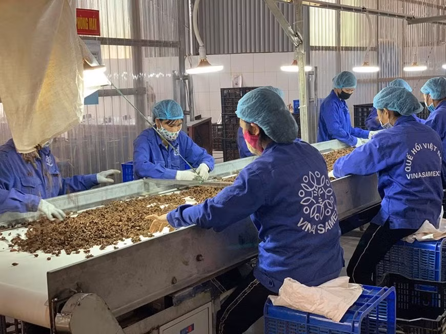 L’usine de traitement de cannelle et de l’anis étoilé de la compagnie Vina Samex, située dans la province de Yên Bai (Nord), sur une superficie de 11.000 m², achète chaque jour 10 conteneurs d’anis étoilé et en exporte chaque mois 400 tonnes. Vina Samex a investi plus de 100 milliards de dongs dans une chaîne de fours de séchage, d’une capacité annuelle de 2.000 tonnes. Des produits de Vina Samex dont la cannelle en poudre ou en morceaux sont présents sur les marchés de l’Union européenne (UE) et des Etats-Unis. Vina Samex en exporte chaque année 3.000 tonnes, ainsi que des tonnes d’anis étoilé en poudre ou en vrac. Photo: VietnamPlus