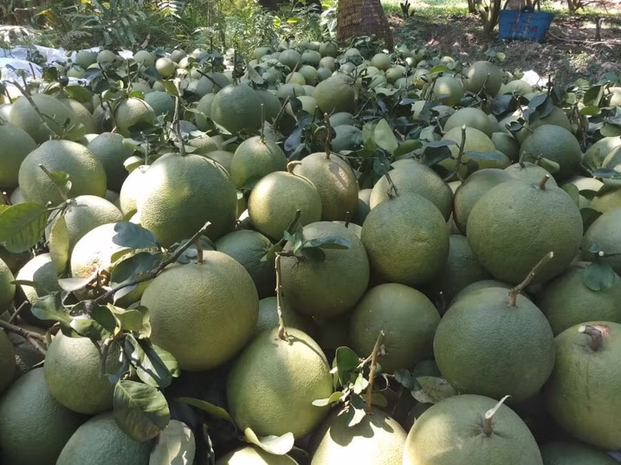 Des pamplemousses récollectées par la société Dai Thuan Thien qui est spécialisée dans la production et la distribution des produits agricoles sûrs et de haute qualité. La société est basée dans la province de Cân Tho (delta du Mékong) qui est considéré comme une région idéale pour la culture des arbres fruitiers, grâce à ses alluvions déposées lors des crues. On y trouve presque tous les fruits tropicaux du pays: ramboutans, durions, goyaves, mangues, longanes, oranges, prunes… Les vergers sont répartis dans différentes localités du delta comme Cái Bè, Vinh Kim, Cho Gao dans la province de Tiên Giang; Cái Môn à Bên Tre; My Khanh à Cân Tho... Photo: VietnamPlus
