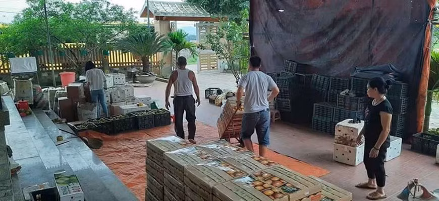Dans le contexte de ralentissement économique, la compagnie par actions de Phu Quy Farms, basée dans la province de Nghe An (Centre), opère normalement. Elle est l'un des pionniers dans la production et la transformation des produits à base d’orange dans la province de Nghe An. La compagnie a mis sur le marché les oranges sous la marque "Cam Ky Yen Xu Nghe" et d’autres produits à base d'orange tels que confitures d'écorces d'orange, huile essentielle d'orange, gâteaux de lune à saveur d’orange ... Ses produits sont désormais présents dans plus de 50 supermarchés, magasins, notamment à Hanoi et Vinh. La compagnie cherche à pénétrer les marchés russe et japonais. Photo: VietnamPlus
