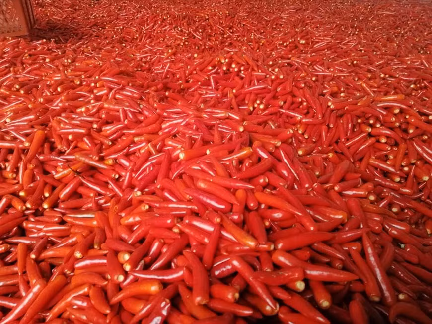 Actuellement, DACE se concentre sur le développement d'une gamme de produits d'épices biologiques sur la base de gingembre, de piment, de curcuma, d’ail et de citronnelle. Sa principale zone de matières premières est implantée dans la province de Cao Bang (Nord) sur une superficie de plus de 300 hectares. La compagnie coopèrent avec les agriculteurs et les autorités locaux pour édifier une chaîne de valeur pour les épices biologiques. La compagnie possède trois usines de transformation dans les provinces de Bac Ninh, Vinh Phuc et la ville de Hanoi, dans le Nord. L’année dernière, DACE a lancé la marque Giavie des épices biologiques. Photo: VietnamPlus