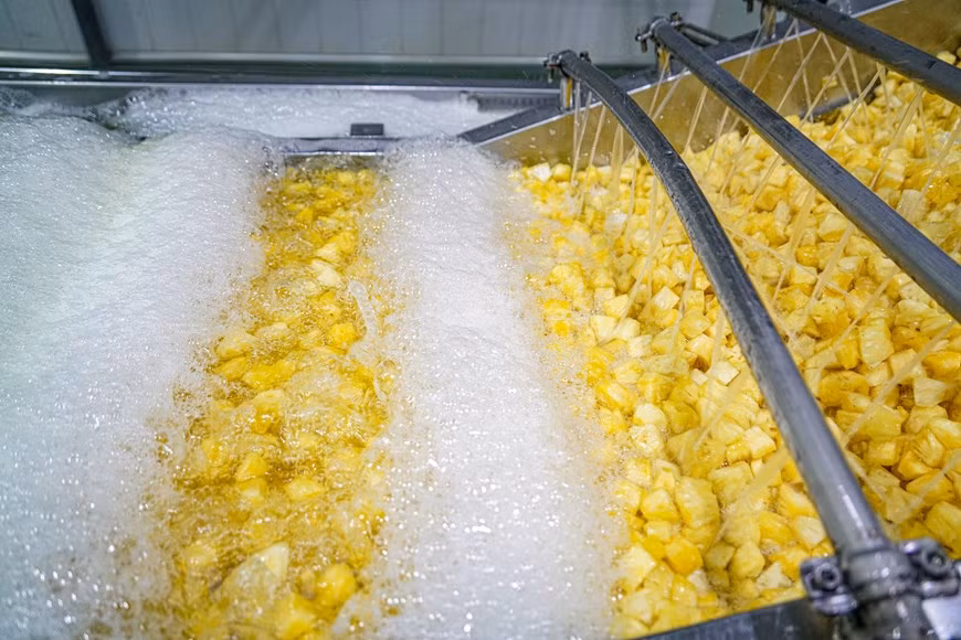 Dong Giao possède l'un des six plus grands centres de production alimentaire du pays qui transforme des dizaines de milliers de tonnes de légumes et de fruits chaque année, y compris des produits à partir d’ananas. Ses produits sont présents dans 30 pays, dont des marchés les plus exigeants du monde tels que l'Union européenne, le Japon, la République de Corée et les États-Unis. Après avoir été récolté sur le terrain, l'ananas est transféré dans une usine de transformation avec une ligne de production fermée pour produire des produits d'ananas transformés tels que ananas en conserve, ananas congelés, jus d'ananas concentré… Photo: Vietnam+