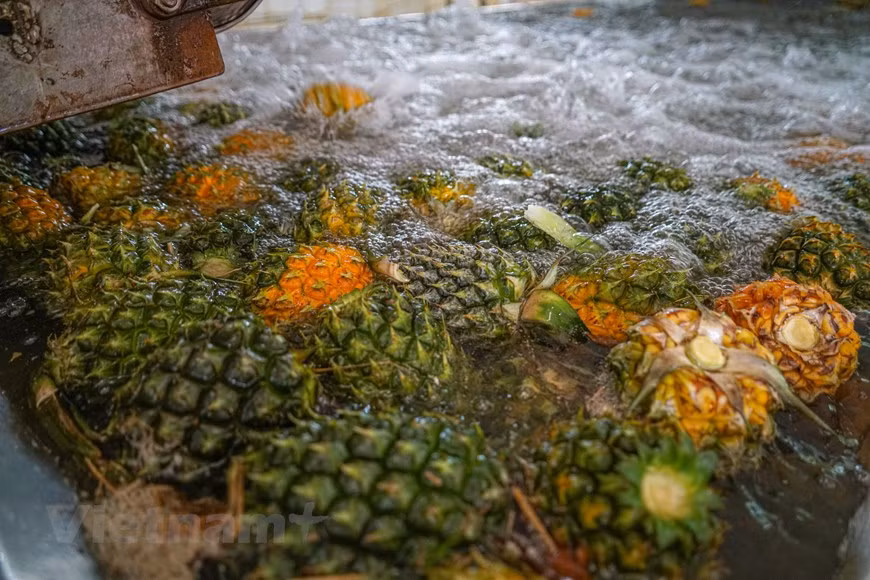 En 2015, l'ananas Dong Giao a obtenu un certificat de protection des indications géographiques par l'Office national de la propriété intellectuelle et a été inclus dans la liste des 50 fruits de spécialité célèbres du Vietnam. Avec les anabas de Tong Truong, la viande de chèvre, le sureau et l'ananas de Dong Giao deviennent l'une des spécialités de Ninh Binh. Les produits à partir d'ananas de la société Dong Giao sont actuellement transformés non seulement pour être fournis sur le marché intérieur, mais également pour exporter vers l'Union européenne, le Japon, la République de Corée et les États-Unis, contribuant à renforcer la position des produits agricoles vietnamiens sur la scène internationale. Photo : Vietnam +