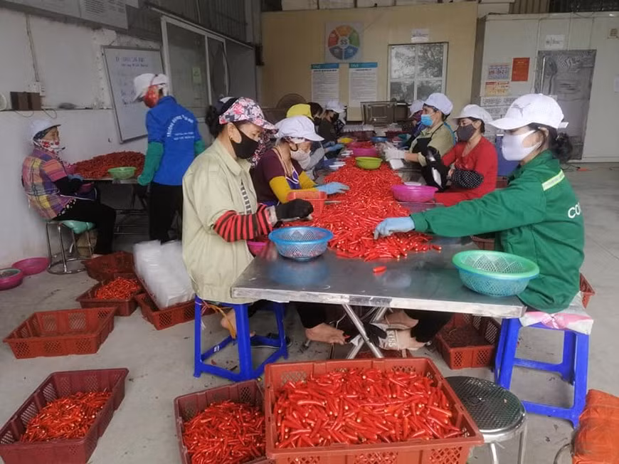 Des ouvrier effectuent le tri de piments à une usine de DACE qui est une entreprise leader au Vietnam spécialisée dans la fabrication, le commerce et l'exportation de produits agricoles à base de gingembre, de curcuma et de chili. DACE exporte ses produits vers plusieurs marchés tels que la République de Corée, le Japon, l'Australie, la Russie et le Moyen-Orient. Construisant des zones de matières premières de haute qualité et respectant des normes de bonne pratique agricole, la compagnie a une productivité élevée. Ses produits de haute qualité sont prêts à conquérir les marchés les plus exigeants au monde. Photo: VietnamPlus