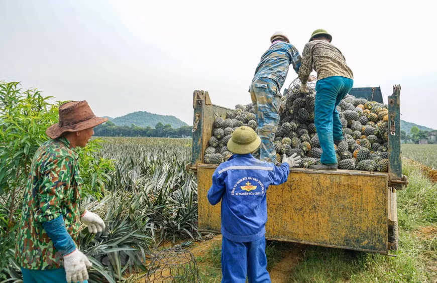 Des ananas ont commencé à être plantés à Ninh Binh à partir des années 70 du siècle dernier, lorsque le pays était en train d'édifier le socialisme. À cette époque, des ananas ont été plantés à titre expérimental sur une superficie de 0,5 hectare à la ferme Dong Giao dans la ville de Tam Diep, province de Ninh Binh, actuellement rebaptisée la société par action d’exportation d’aliments Dong Giao. La ferme a une topographie en pente et facile à drainer, un sol rouge basalte et une température moyenne de 20 à 27 degrés, adaptée à la croissance des ananas. Photo : Vietnam + 