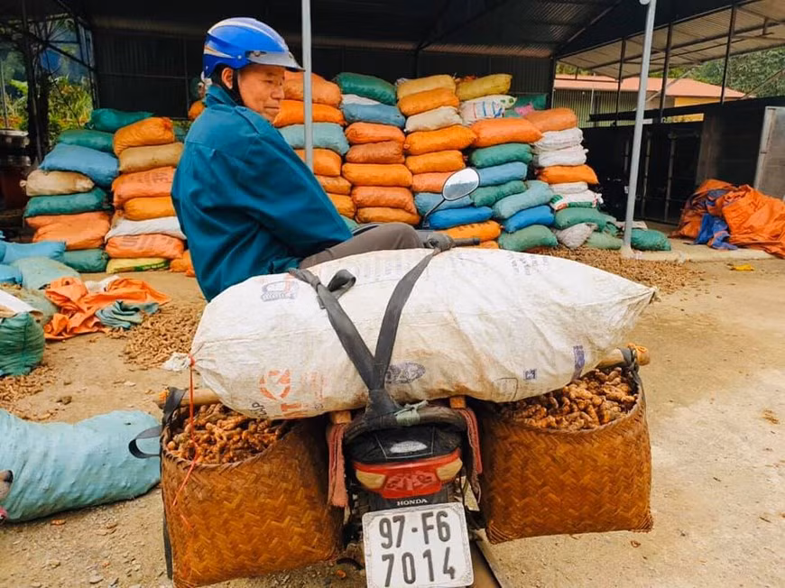 Le curcuma, appelé aussi safran des Indes ou souchet de l'Inde, appartient à la famille des Zingibéracées. La plante qui atteint facilement un mètre, porte des courtes tiges avec des feuilles mesurant jusqu'à 50 cm de long, oblonsgues, étroites, lancéolées qui sont placées en alternance en deux rangées. Le rhizome de curcuma est une racine souterraine visvace émettant chaque année des tiges aériennes. Cependant séché et réduit en poudre, il est utilisé comme épice. Sa saveur est poivrée et très aromatique. Le curcuma est particulièrement présent dans les cuisines du monde notamment en Inde ou au Vietnam. Il entre dans la composition de mélanges d’épices ou encore les cinq épices asiatiques. Photo: VietnamPlus