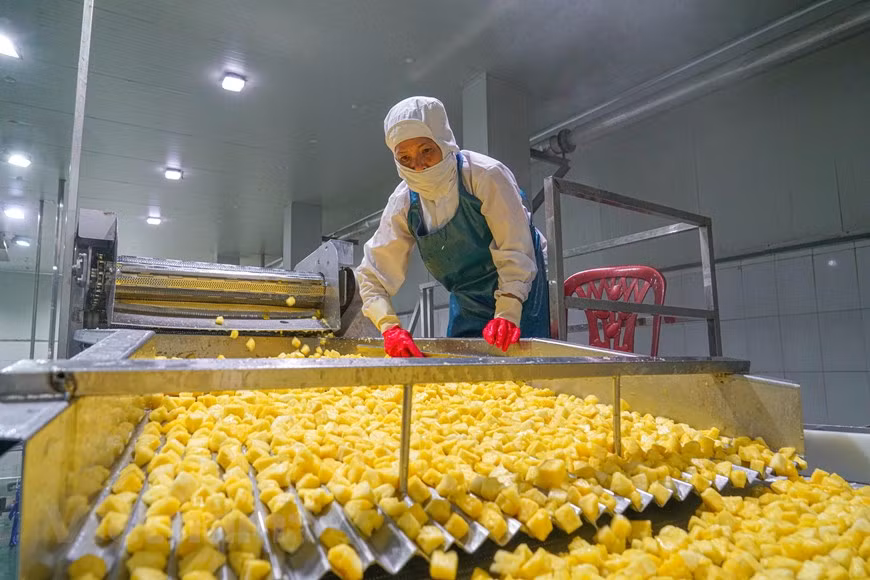 De plus, ils sont cultivés à l'aide de divers intrants et technologies agricoles, et sur des exploitations agricoles de toutes tailles. Les dangers biologiques, chimiques et physiques peuvent donc varier de façon considérable d’un type de production à l’autre. Pour chacun des lieux de production primaire, il est nécessaire d’envisager des pratiques agricoles adaptées aux conditions particulières du lieu, au type de produits et aux méthodes utilisées, de façon à favoriser la production de fruits et légumes frais salubres. Les procédés associés à la production primaire et à la récolte doivent être effectués dans des conditions saines et doivent réduire au minimum les dangers potentiels pour la santé venant de la contamination des fruits et légumes frais. Photo: Vietnam+