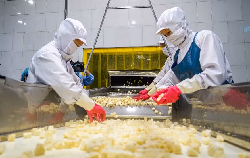Il existe plusieurs normes de qualité pour les ananas. La norme internationale du Codex Alimentarius est élaborée par un programme mixte réunissant l'Organisation Mondiale de la Santé (OMS) et l'Organisation des Nations Unies pour l'alimentation et l'agriculture (FAO). La norme ananas du Codex (Stan 182) a été adoptée en 1993, révisée en 1999 et amendée en 2011. Elle répertorie les différents aspects de la qualité auxquels doivent répondre les ananas (Ananas comosus) destinés au marché du frais. Ces normes, élaboré par des experts de pays producteurs/exportateurs et de pays importateurs, établit un langage commun dans les transactions commerciales. Il est applicable par les pays faisant partie des Nations Unies, dont les gouvernements ont procédé à la ratification. Il peut être utile tant pour les exportateurs que pour les services de contrôle des pays destinataires. Photo: Vietnam+