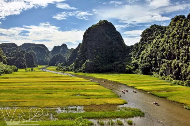 Des rizières dorées le long de la rivière menant à Tam Coc - Bich Dong.