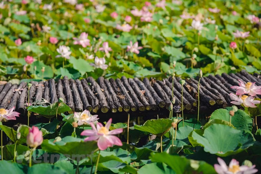 On retrouve de nombreux plats à base de lotus, comme la poule ou le pigeon cuit à l’étouffée, le ragoût de patte de cochon, et même quelques dessert, comme le bouillon sucré aux graines de lotus, les confitures ou les gâteaux. Enfin, dans la médecine douce, les graines du lotus Vietnam servent de somnifère. Consommer du lotus serait bénéfique pour la santé, ce qui rend alors encore plus justice à l'un des principes fondamentaux de la cuisine vietnamienne, qui souligne le fait de manger pour le plaisir, tout en prenant soin de son corps. Ainsi, le thé au lotus Vietnam est un cadeau très intéressant, non seulement pour son arôme délicat, mais aussi pour ses vertus thérapeutiques ! Il était même servi jadis en tant qu'offrande royale. Photo: VietnamPlus