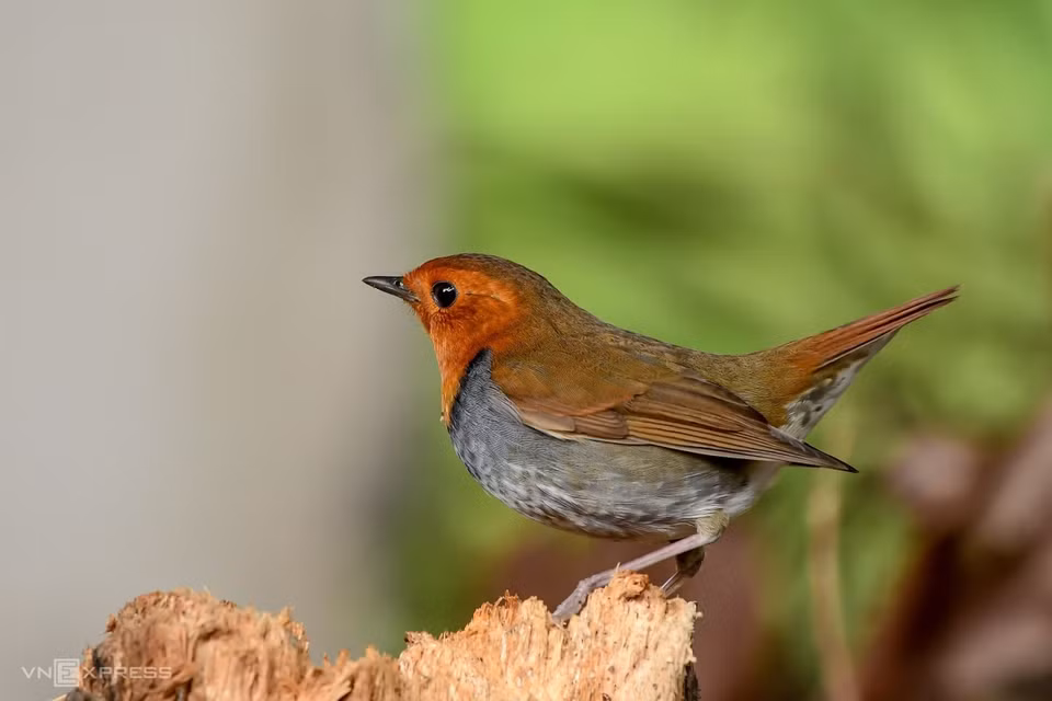 Outre des doucs à pattes rouges, la péninsule de Son Tra abrite des oiseaux migrateurs. 
