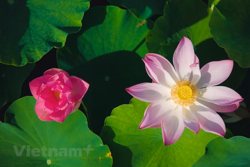 Le lotus tient aussi une part importante dans la gastronomie vietnamienne. En effet, le lotus est entièrement comestible ! Vous pouvez consommer sans problèmes la racine, mais aussi la tige, les jeunes feuilles, et même le fruit et la fleur. Les feuilles matures parfument agréablement le riz et les étamines des fleurs se mélangent délicatement aux feuilles de thé pour créer ce parfum si particulier et emblématique du thé au lotus Vietnam. Le lotus est avant tout très apprécié pour sa finesse, sa saveur douce, particulière et caractéristique, ainsi que son arôme délicat. Les vietnamiens apprécient aussi sa texture qui varie beaucoup selon la façon dont est cuisiné le lotus, (croquante, farineuse, tendre). De plus, le lotus n'aura pas le même goût ni la même texture selon les parties utilisées. Photo: VietnamPlus