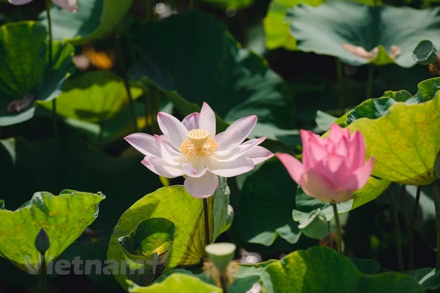 L'étang de lotus de la grotte Mua montre sa beauté et son parfum splendides, en particulier de juin à juillet. Le lotus a la particularité de fleurir tôt le matin et de se profaner le soir. Si vous voulez contempler la plus belle image de lotus du site de la grotte Mua, alors venez ici tôt le matin. Autour de 6h à 7h est le meilleur car à cette époque, les fleurs de lotus commencent tout juste à fleurir et ont encore un peu de rosée du matin sur les pétales. Il vaut mieux de visiter la grotte Mua pendant la saison de floraison du lotus pour profiter pleinement de la magnifique image naturelle au milieu de l'ancienne capitale. Le parfum du ciel et de la terre au milieu de la saison des fleurs fait battre le cœur des gens et ne peut pas partir. Photo: VietnamPlus