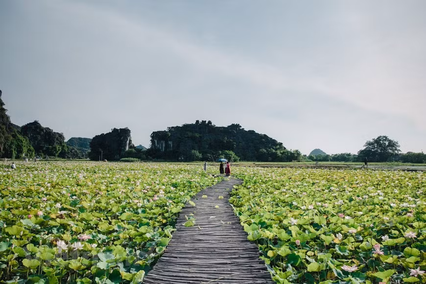 L'étang de lotus au pied de la montagne Ngoa Long dans le complexe paysager de Trang An abritant la grotte de Mua dans la province de Ninh Binh (Nord) est connu des amateurs de voyage depuis 2019. Cette destination a même fait le buzz sur les réseaux sociaux, devenant l'un des plus lieux populaires de check-in, notamment pour les jeunes à chaque floraison de lotus en été. En visitant le site, les touristes peuvent profiter d'une scène poétique au milieu de paysages époustouflants. L'étang de lotus est un plus pour la grotte Mua déjà connue, qui est devenue ces dernières années une destination de choix pour de nombreux visiteurs. Situé au pied de la majestueuse chaîne de montagne calcaire, l'étang dégage une atmosphère de sérénité. Les lotus dans l'étang fleurissent jusqu'au début de l'automne. Photo: VietnamPlus 