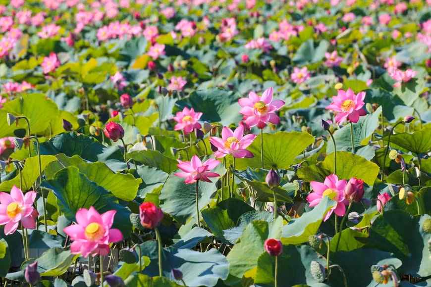 Les feuilles vertes, les fleurs roses et les pollens jaunes tissent ensemble un portrait coloré et harmonieux. Il n'est pas étonnant que la fleur de lotus ait été une inspiration pour de nombreux photographes. Photo: VNA