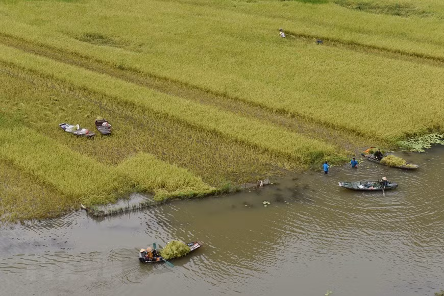 Les habitants de Tam Coc récoltent les fruits de leur travail après une longue période de soins. 
