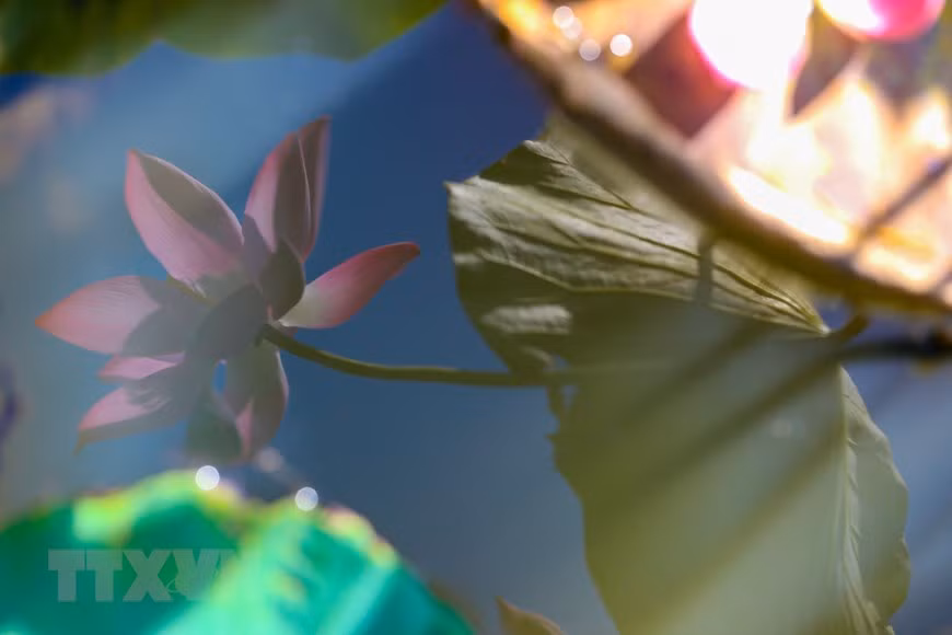 La douce beauté de l'ombre d'une fleur de lotus à la surface de l'eau bleue. Photo: VNA