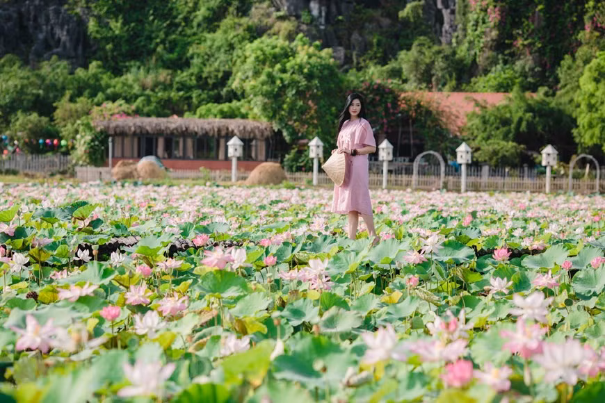 Le lotus est profondément lié à la vie quotidienne des Vietnamiens. Cette fleur emblématique du Vietnam est omniprésente dans nombre de monuments culturels. La pagode au pilier unique, au centre de Hanoi, datant du XIe siècle, a par exemple été construite en forme de lotus. Le lotus intervient dans la vie religieuse de la population. Dans le bouddhisme, il symbolise l’aspiration à la pureté. Il est présent lors des funérailles, est disposé sur l’autel des ancêtres ou utilisé dans les cérémonies cultuelles. L’art, que ce soit dans les chansons, les danses ou les poèmes, lui fait aussi la part belle. Dans les rues, il est facile d’en acheter. Lorsque des femmes portent un ao dài (tunique fendue traditionnelle des Vietnamiennes) orné de lotus, elles font forte impression auprès des touristes étrangers. Photo: VietnamPlus