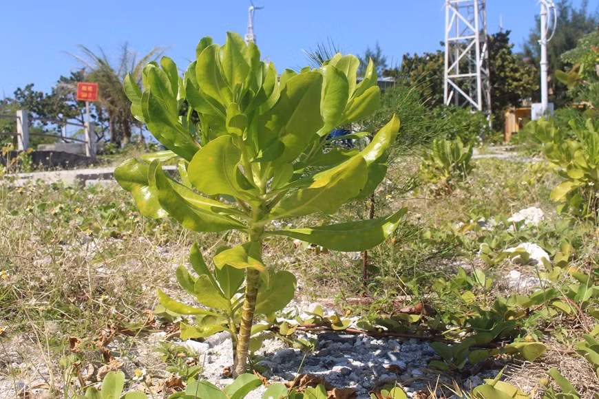  Le manioc marron bord de mer (Scaevola taccada) est toujours vert malgré le soleil et le vent de la mer. Photo: VNA