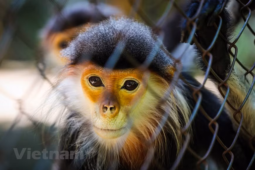 Le Centre de de sauvetage des primates en danger de Cuc Phuong abrite plus de 150 individus de 15 espèces et sous-espèces qui se développent bien, dont 6 espèces de primates qui ne sont soignées qu'ici et nulle part ailleurs. Il s’agit de Voọc mông trắng (Trachypithecus delacouri), Ha Tinh langur (Trachypithecus laotum hatinhensis), langur noir (Trachypithecus laotum ebenus), langur lao (Trachypithecus laotum laotum), semnopithèque de Cat Ba (Trachypithecus poliocephalus), et le Douc à pattes grises (Pygathrix cinerea). En outre, il existe 9 espèces de primates qui se sont reproduites avec succès, dont 3 ont été élevées pour la première fois en captivité dans le monde, à savoir : Voọc mông trắng (Trachypithecus delacouri), Ha Tinh langur (Trachypithecus hatinhensis) et le Douc à pattes grises (Pygathrix cinerea).