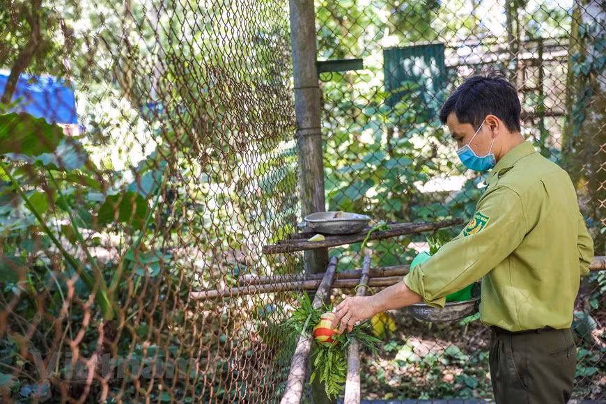 Chaque espèce de primate a un menu différent. Alors, il n'est pas facile d'établir un menu quotidien pour elle. De plus, M. Tran Quang Phuong a également révélé que les primates ici étaient nourris d'une manière très spéciale. La nourriture est placée dans des boules, des trous dans les arbres pour que les primates apprennent à trouver de la nourriture. Les primates doivent instinctivement chercher, puis trouver et obtenir leur propre nourriture avant d’être retournées dans la nature. On peut dire que le travail de la « nounou » ici est très dur lorsqu'il s'agit de préparer la nourriture pour les primates et de prendre soin et de contrôler régulièrement leur santé. 