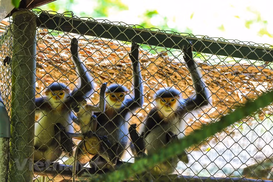 Selon Do Van Lap, directeur adjoint du Parc national de Cuc Phuong, à côté du sauvetage des primates pour prendre soin de ces animaux. Après une période de rétablissement, nous cherchons à les lâcher dans la nature dans des zones adaptées. Dans les temps à venir, le Parc national de Cuc Phuong continuera à effectuer le sauvetage et la conservation d'espèces sauvages rares et menacées. Le parc ainsi que le Centre de sauvetage des primates en danger continuent de se coordonner avec les garde-forestiers à travers le pays pour recevoir des animaux sauvages qui sont chassés et commercialisés illégalement pour les sauver, les soigner puis les relâcher dans la nature dans le but de contribuer à la conservation de la biodiversité au Vietnam. 