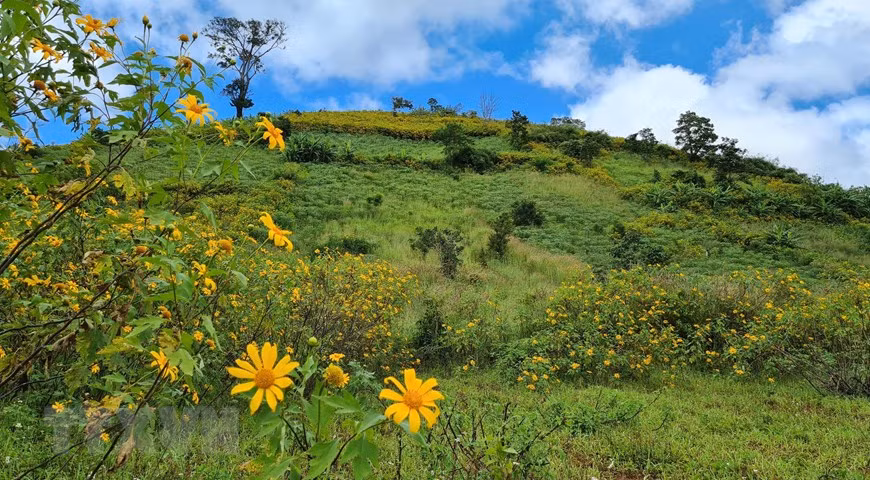 Le sommet du volcan Chu Dang Ya, au district de Chu Pah, à Gia Lai est teinté en jaune par des tournesols sauvages. 