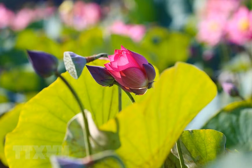 Pour le peuple vietnamien, les fleurs de lotus symbolisent la pureté et l'indomptabilité. Photo: VNA