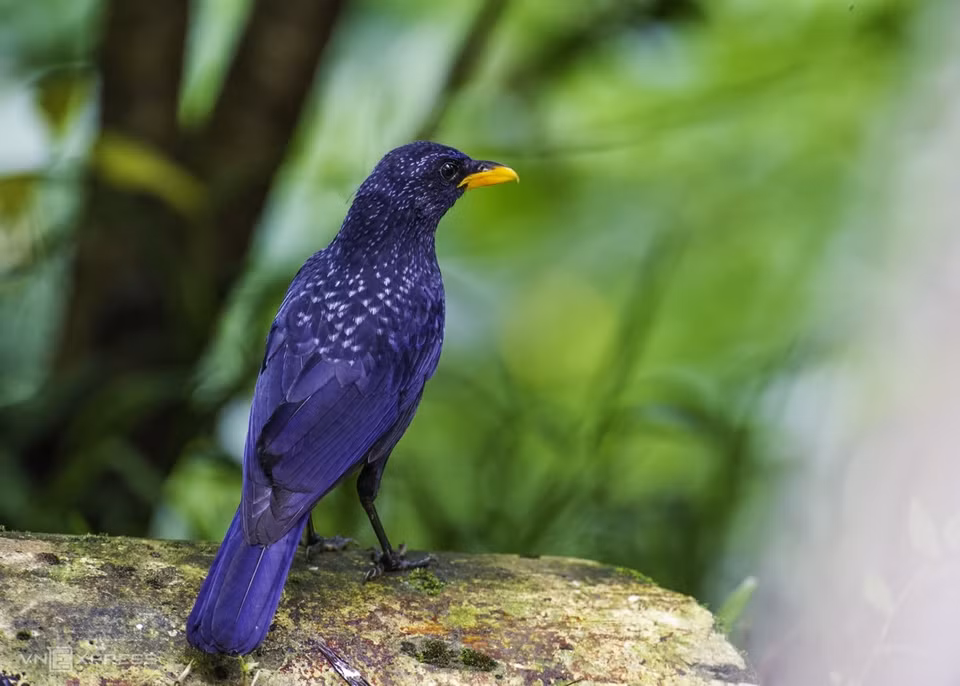Hoét xanh ou Blue Whistling Thrush - - Myophonus caeruleus a des plumes violettes et vert foncé. 