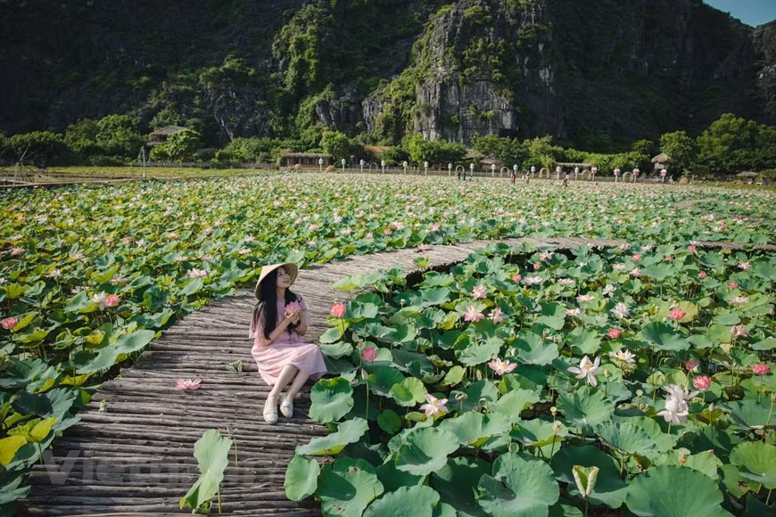 Vernir à Ninh Binh lorsque le lotus fleurit dans l'étang près de la grotte Mua est une expérience inoubliable pour de nombreux voyageurs. C'est un spectacle merveilleux qui ne vient qu'une fois par an. Alors que les fleurs de lotus dans les étangs du Nord ne fleurissent que pendant un mois ou deux, puis se fanent rapidement, celles de l'étang de la grotte Mua durent jusqu'au début de l'automne. Rien n’est plus agréable que de se promener autour de l'étang de lotus en fleurs, de respirer l'air pur du matin et le parfum de la fleur et de s'immerger dans la beauté de la nature. La saison du lotus dans la grotte de Mua distille de bien belles émotions. Photo: VietnamPlus