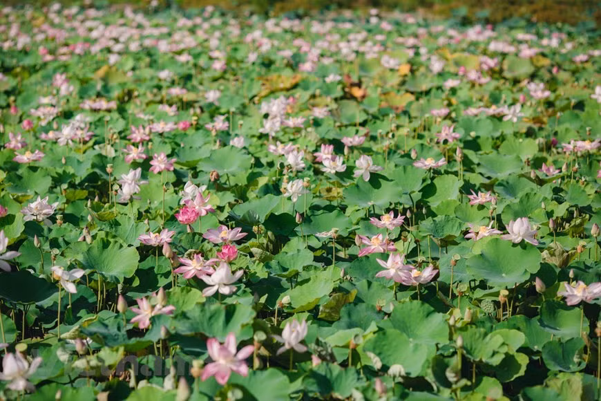 "Dans le marais, qu’y a-t-il d’aussi beau que le lotus ? Feuilles vertes, fleurs blanches, étamines d’or. Étamines d’or, fleurs blanches, feuilles vertes, Proche de la boue, mais sans la puanteur de la boue." Cette chanson populaire parle du lotus qui pousse dans les endroits boueux mais qui garde toujours son parfum et ses belles couleurs. Tout comme l’homme de bien gré, bien que vivant avec des personnes mauvaises, ne perd pas son cœur loyal. Les fleurs de lotus sont vénérées dans tous les pays bouddhistes, et le Vietnam n’échappe pas à la règle. Depuis des temps immémoriaux, elles ont été largement cultivées dans le pays. 