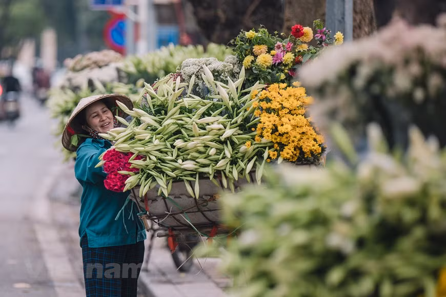 Comme chaque année, en avril, les habitants de Hanoï peuvent voir des vendeurs avec leurs vieux vélos chargés pleins de lys de Pâques et de nombreuses autres fleurs dans les rues de la capitale. Cette fleur peut être vue dans tous les coins de la capitale pendant la période de transition entre le printemps et l'été. En ces belles journées d'avril, l'élégante fleur blanche gagne l'appréciation de beaucoup de gens. À Hanoï, les lys de Pâques sont principalement cultivés dans les villages d'horticulture de Nhat Tan, Tay Tuu, Dong Anh et Dan Phuong. Les horticulteurs doivent se lever avant le lever du soleil pour ramasser des fleurs qui seront ensuite transportées des jardins aux marchés de gros avant de monter sur les vélos des vendeurs. Photo : VietnamPlus 
