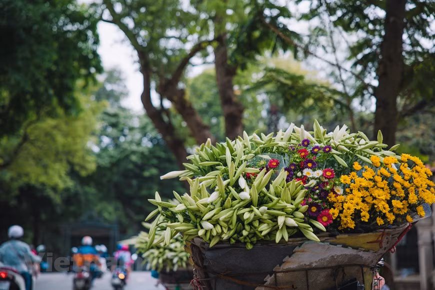 Le lys de Pâques blancs est devenu une partie de l'âme de Hanoï au printemps, et les vendeuses ambulantes des fleurs dans la ville sont également une caractéristique très spécifique en avril de la capitale. À la saison du lys de Pâques, les agriculteurs s'affairent à couper des fleurs et à les vendre. Chaque jour, un ménage peut cueillir des milliers de fleurs. Le lys est récolté de fin mars à fin avril. Après avoir été coupés pour la vente, les bulbes sont encore en terre, et ils seront déterrés en juillet et replantés pour la prochaine récolte environ un mois plus tard. Avec de bons soins, un bulbe peut produire jusqu'à 15 à 18 fleurs. Photo : VietnamPlus 