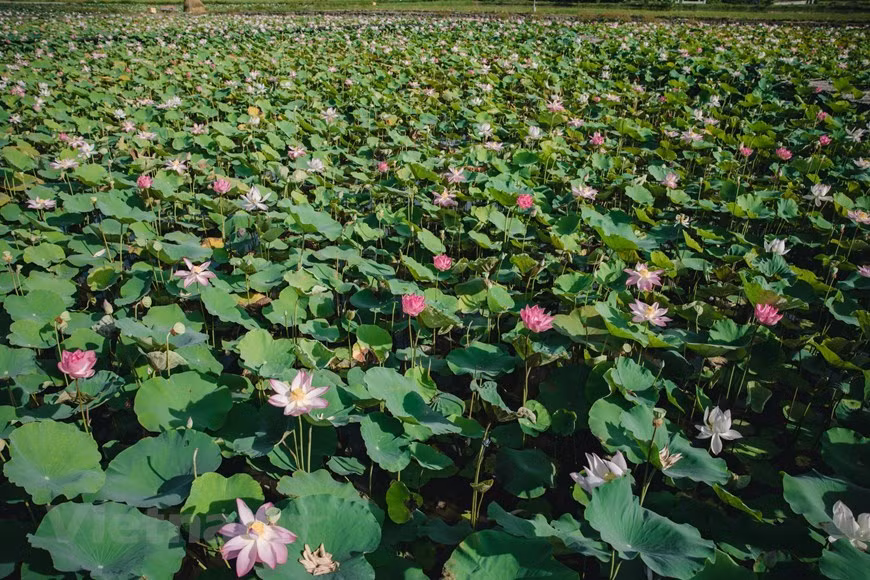 La saison du lotus dans l’étang près de la grotte Mua, à Ninh Binh, commence fin mai et dure jusqu'à l'automne. Les fleurs de lotus sont à leur meilleur entre juin et septembre, alors que l'automne frappe à la porte. Les lotus en fleurs crée la différence pour le paysage de la grotte Mua en été. C'est une option intéressante pour les touristes d’y venir prendre de belles photos. Des photos du lotus là-bas dont s'entichent les magazines de voyage. Si vous voulez capturer les plus belles images avec les lotus tout près de la grotte Mua, y venez tôt dans la matinée. Photo: VietnamPlus 