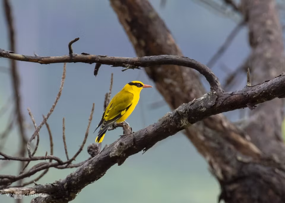 Le lac Tuyen Lam, le village de Dat Set sont les endroits idéaux pour observer de nombreux beaux oiseaux tels que Vàng anh mỏ cong (Oriolus tenuirostris) (photo), Sáo sậu - Black-collared Starling - Gracupica nigricollis… Ces oiseaux vivent dans les forêts de pins, des arbustes au bord du lac. 